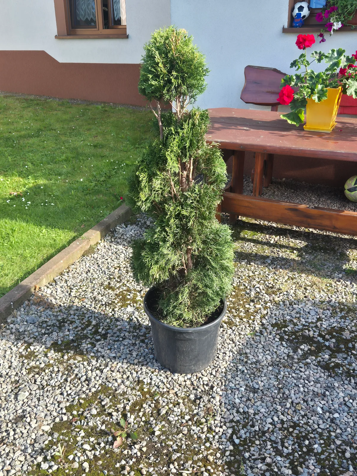 Tuja po uformowaniu w spiralę