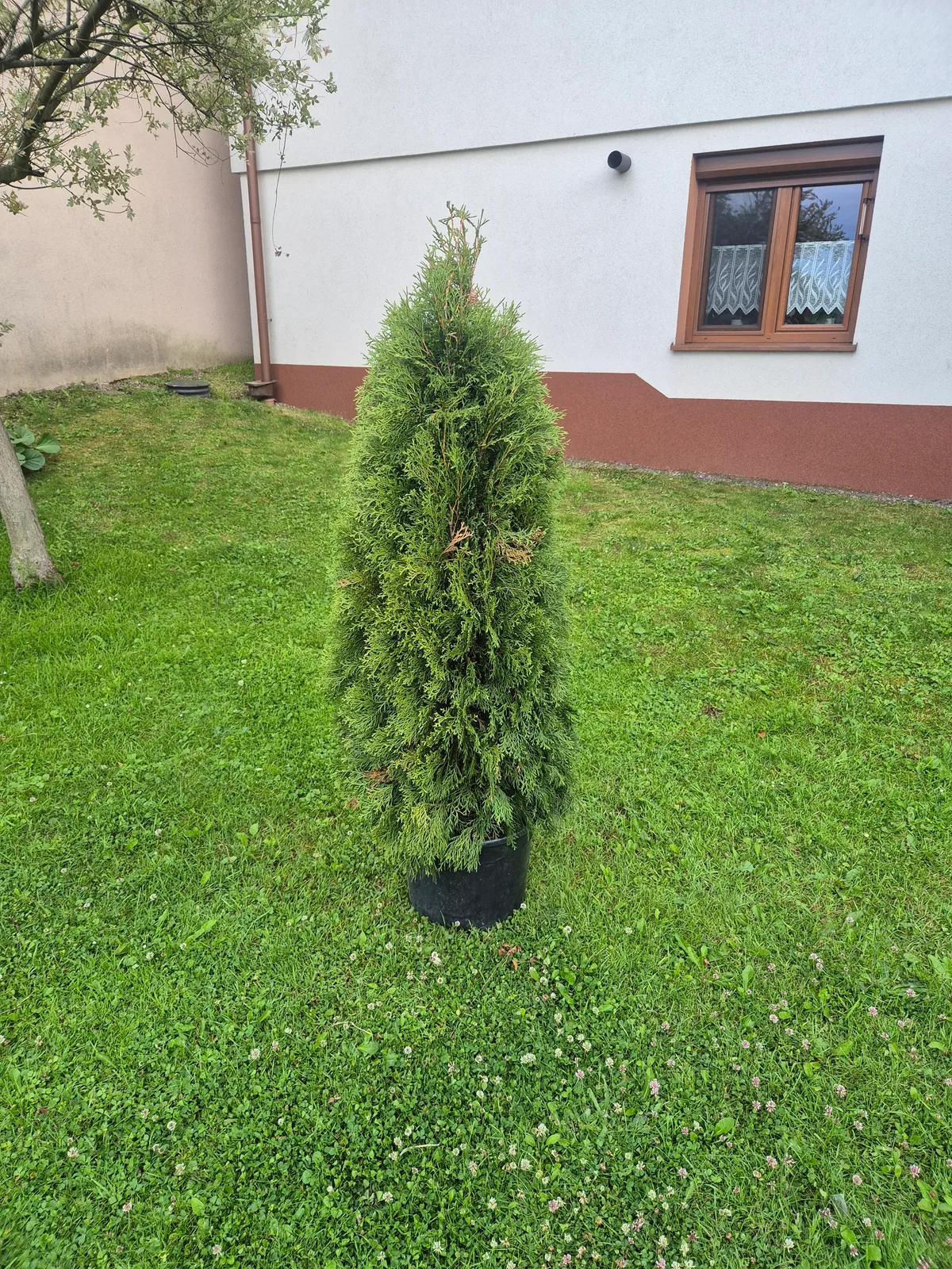 Tuja przed rozpoczęciem formowania w spiralę